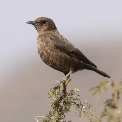File:Ant-eating Chat (or Southern Anteater-chat), Myrmecocichla formicivora (37523526776).jpg