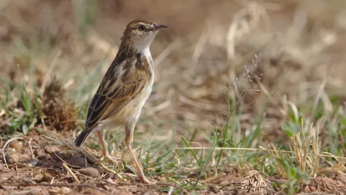 File:Cloud cisticola, Cisticola textrix at Ezemvelo Nature Reserve, near Bronkhorstspruit, South Afric (36471627743).jpg