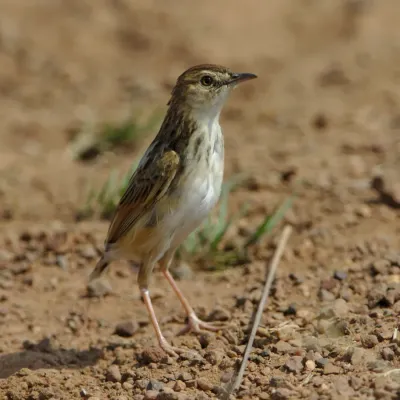 File:Cloud cisticola, Cisticola textrix at Ezemvelo Nature Reserve, near Bronkhorstspruit, South Afric (36888626780).jpg