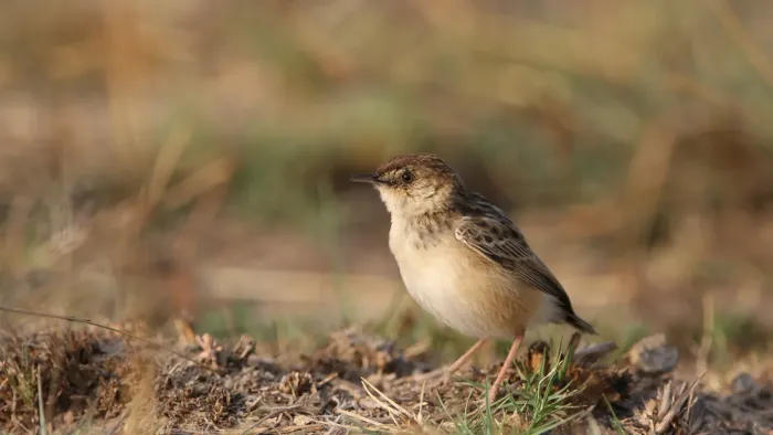 File:Cloud cisticola, Cisticola textrix at Ezemvelo Nature Reserve, near Bronkhorstspruit, South Afric (37286288005).jpg