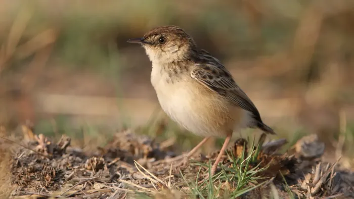 File:Cloud cisticola, Cisticola textrix at Ezemvelo Nature Reserve, near Bronkhorstspruit, South Afric (37113686952).jpg
