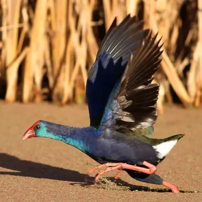 File:African Purple Swamphen, Porphyrio madagascariensis at Marievale Nature Reserve (36857524846).jpg