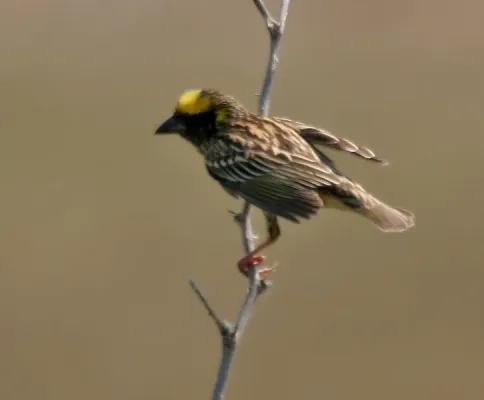 File:Streaked Weaver (Ploceus manyar) W IMG 6837.jpg