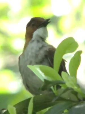 File:Hemixos castanonotus, Hong Kong (9147948632).jpg