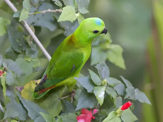 File:Blue-crowned Hanging-Parrot (Loriculus galgulus) (8731305080).jpg
