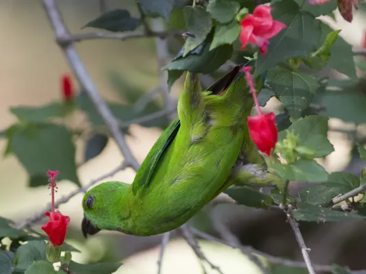File:Blue-crowned Hanging-Parrot (Loriculus galgulus) (8730184673).jpg