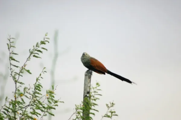 File:Centropus toulou.jpg