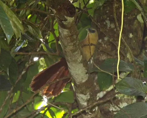 File:Bay Coucal (Centropus celebensis celebensis).jpg