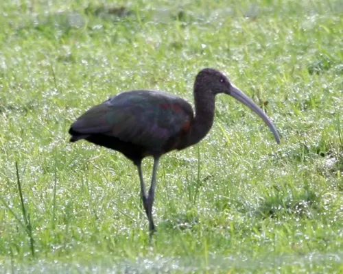File:White-faced Ibis (Plegadis chihi).jpg