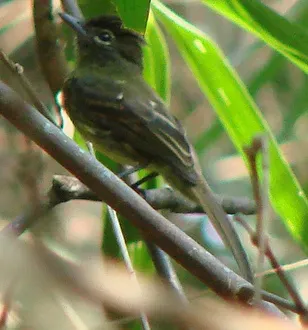 File:Ramphotrigon fuscicauda.jpg