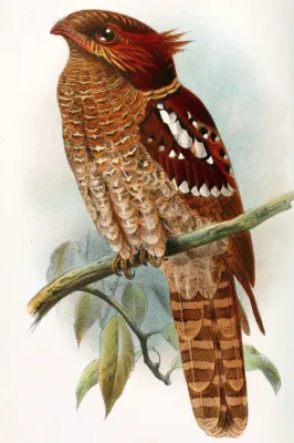 File:Batrachostomus harterti.jpg