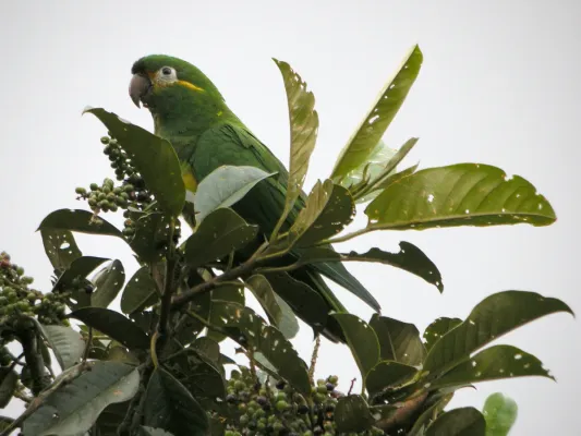 File:Leptosittaca branickii -Tapichalaca Reserve-8.jpg