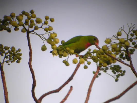File:Loriculus philippensis -Subic Bay -Luzon-6b.jpg
