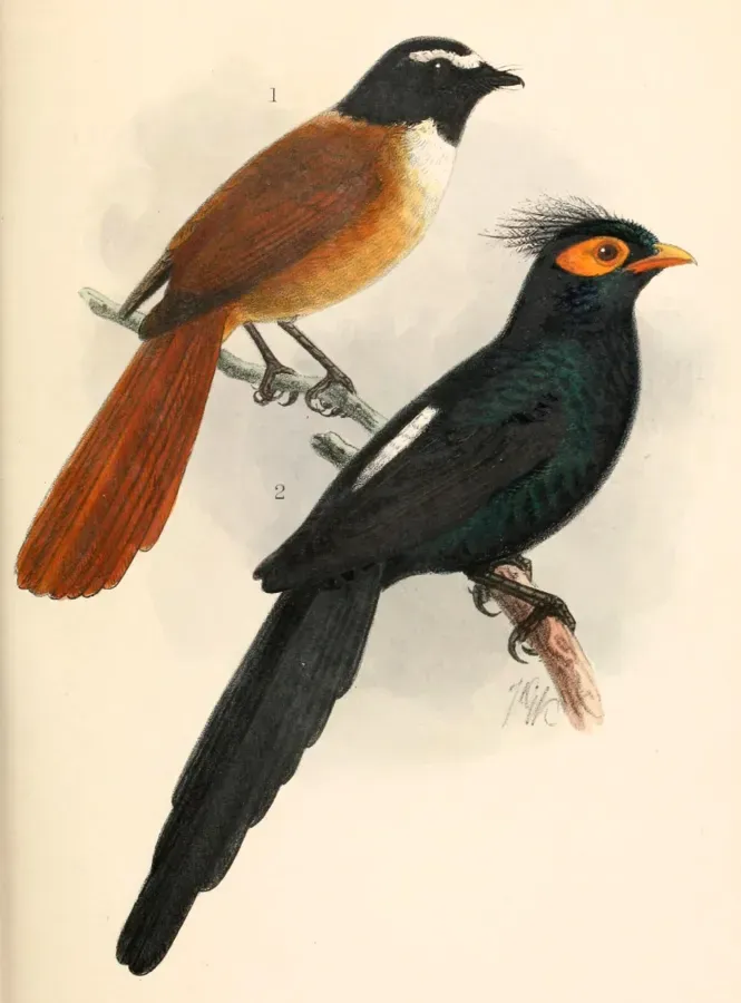 File:Rhipidura nigrocinnamomea & Basilornis mirandus 1906.jpg