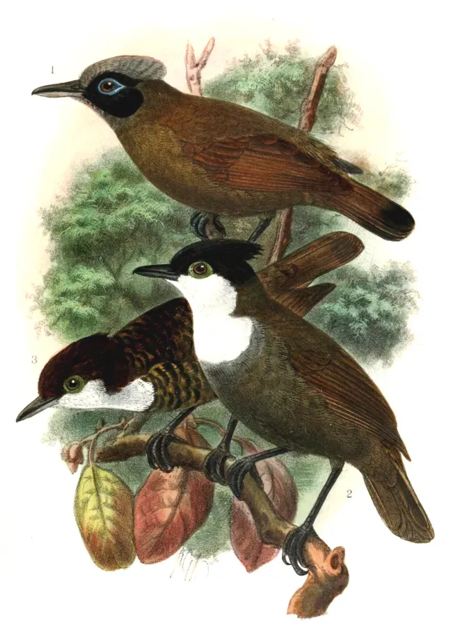 File:Rhegmatorhina melanosticta & Rhegmatorhina hoffmannsi 1907.jpg