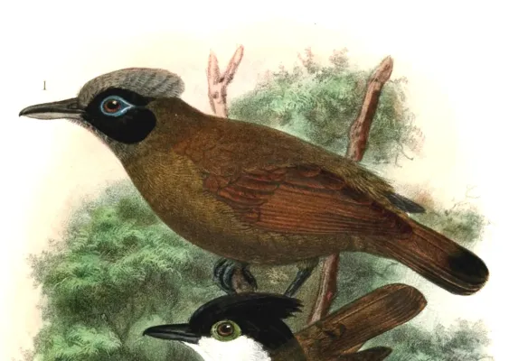 File:Rhegmatorhina melanosticta 1907.jpg