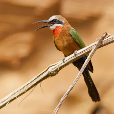 File:Merops bullockoides 1 Luc Viatour.jpg