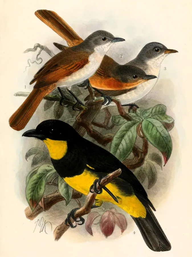 File:Myiagra ferrocyanea ferrocyanea, Myiagra cervinicauda cervinicauda, Myiagra ferrocyanea feminina, Pachycephala orioloides melanonota 1908.jpg