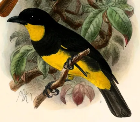 File:Pachycephala orioloides melanonota 1908.jpg