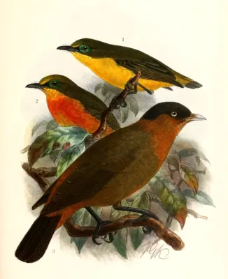 File:Platysteira concreta graueri & Kupeornis rufocinctus 1909.jpg