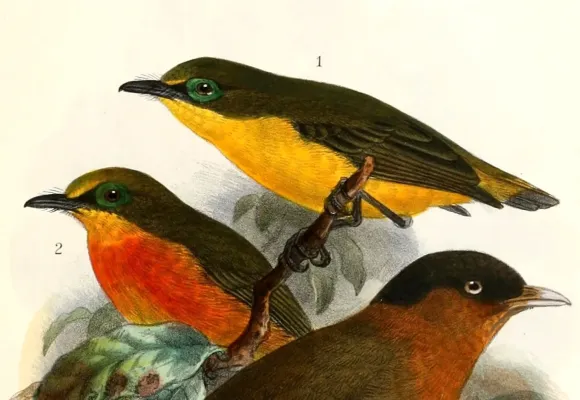 File:Platysteira concreta graueri 1909.jpg