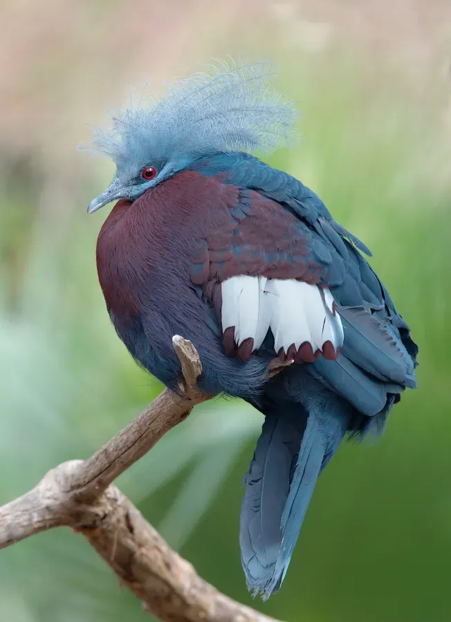 File:Goura scheepmakeri sclaterii 1 Luc Viatour.jpg
