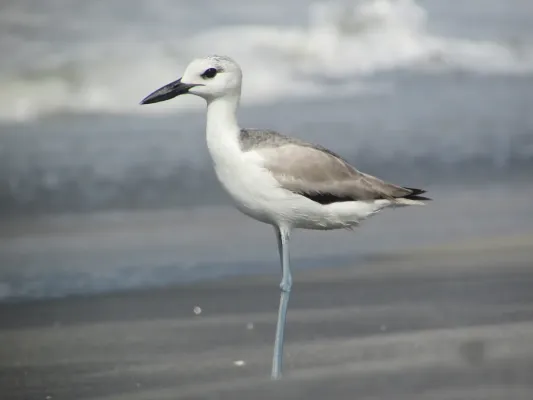 File:Crab Plover (Dromas ardeola).jpg