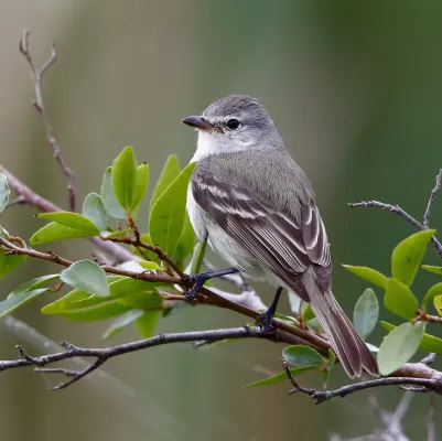 File:Camptostoma obsoletum obsoletum - Southern beardless tyrannulet.jpg