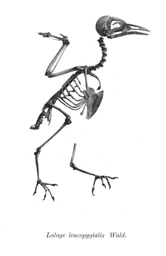 File:Lalage leucopygialis 167.jpg