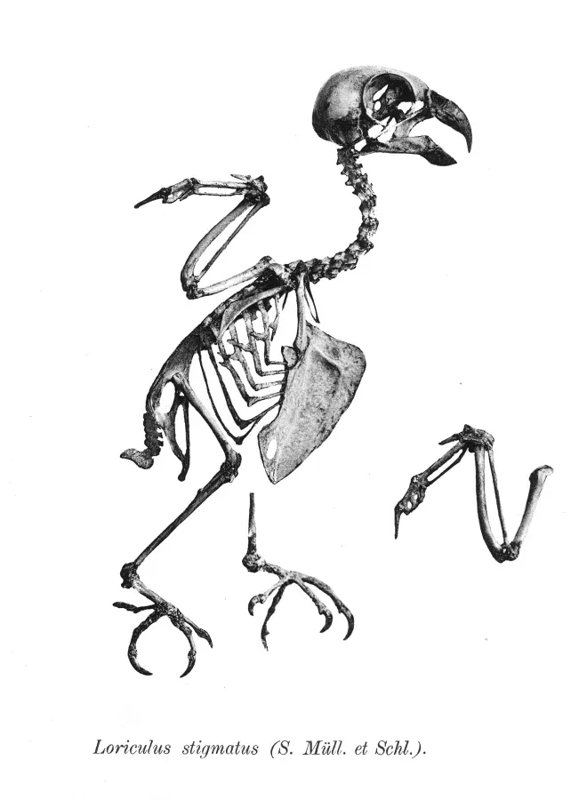 File:Loriculus stigmatus 170.jpg
