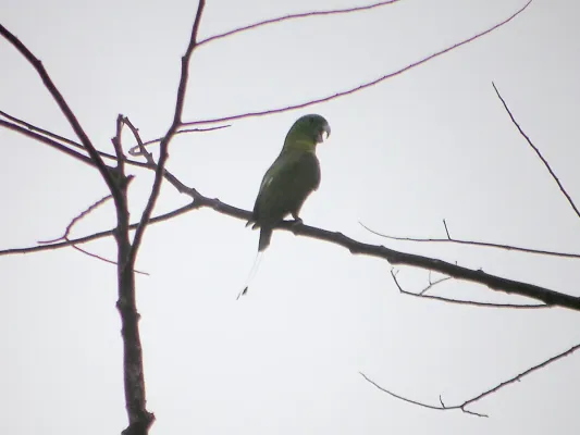 File:Prioniturus discurus -Mindanao-4.jpg