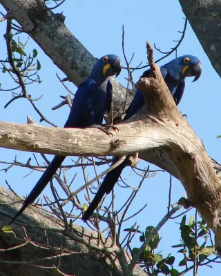 File:Anodorhynchus hyacinthinus -Brazilian Pantanal-8.jpg