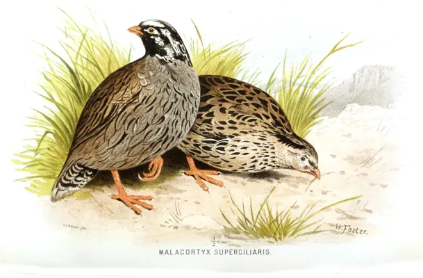 File:Ophrysia superciliosa hm.jpg