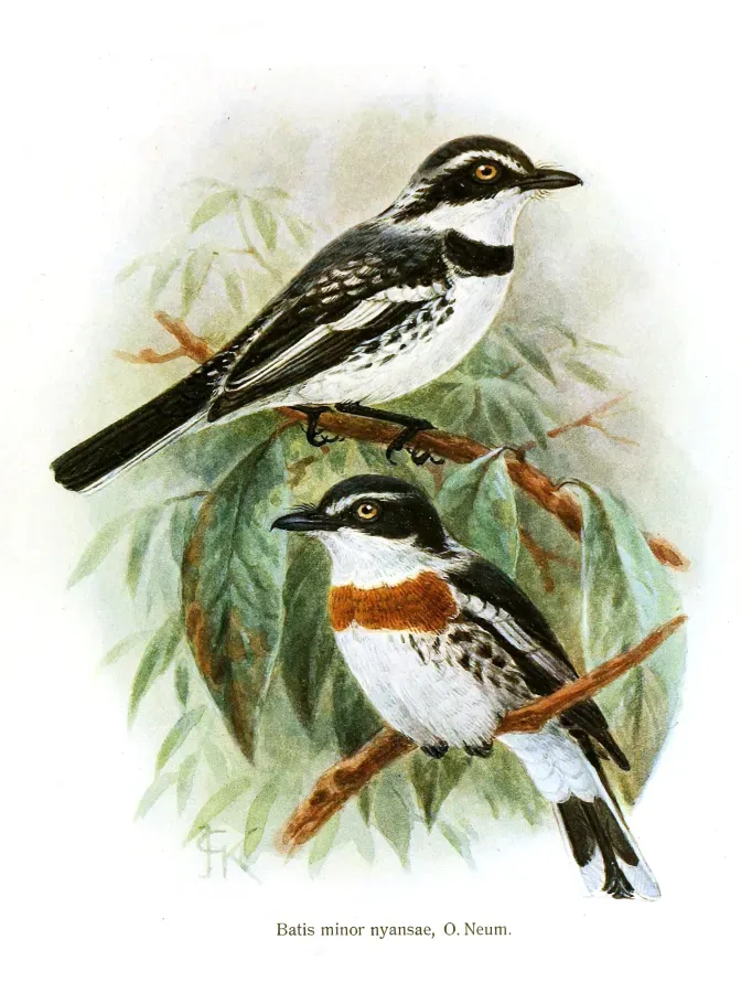 File:Batis minor.jpg