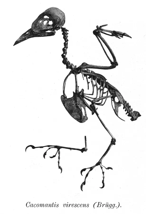 File:Cacomantis virescens 173.jpg