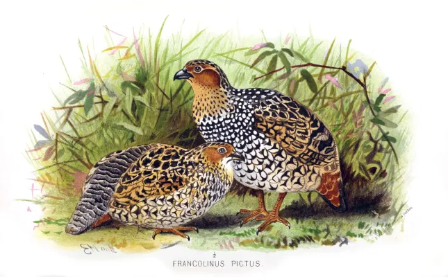 File:Francolinus pictus hm.jpg