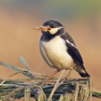 File:Asian pied starling (Gracupica contra).jpg