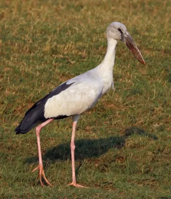 File:Asian openbill stork (Anastomus oscitans).jpg