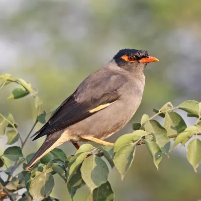 File:Bank myna (Acridotheres ginginianus).jpg