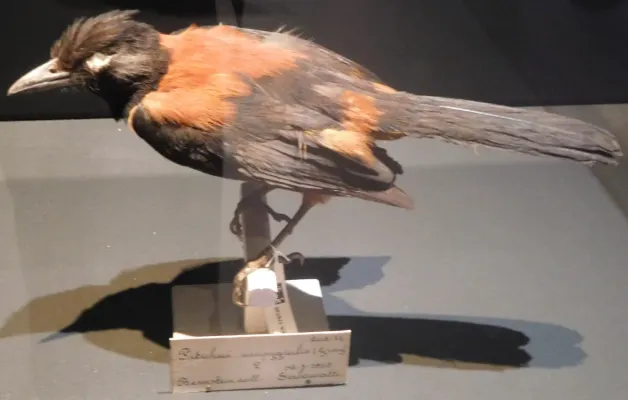 File:Pitohui kirhocephalus at Naturalis.jpg