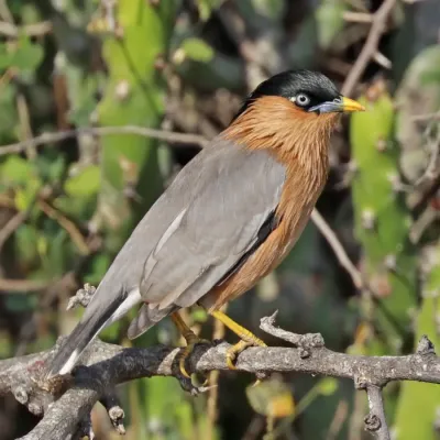 File:Brahminy starling (Sturnia pagodarum) female.jpg