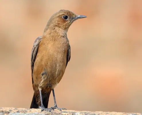 File:Brown rock chat (Oenanthe fusca).jpg