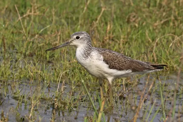 File:Common greenshank (Tringa nebularia).jpg