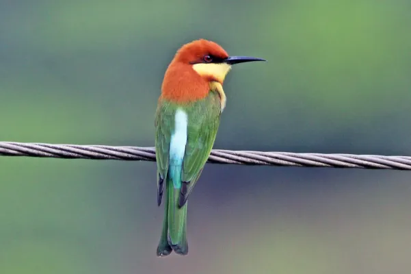 File:Chestnut-headed Bee-eater (Merops leschenaulti), Munnar, Kerala, India.jpg