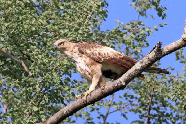 File:Crested hawk-eagle (Nisaetus cirrhatus).jpg