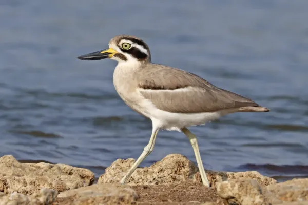 File:Great thick-knee (Esacus recurvirostris).jpg