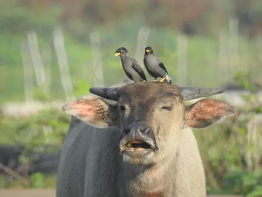 File:Symbiotic mutualism between Bubalus bubalis and Acridotheres javanicus.jpg