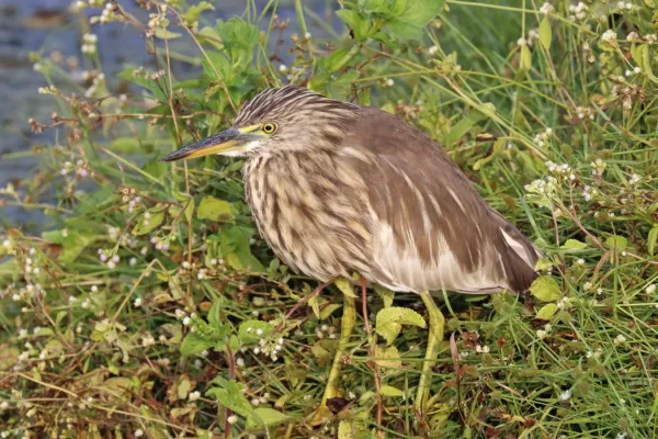 File:Indian pond heron (Ardeola grayii) India.jpg