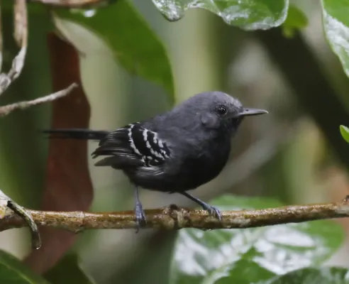 File:Formicivora iheringi - Narrow-billed antwren (male).jpg