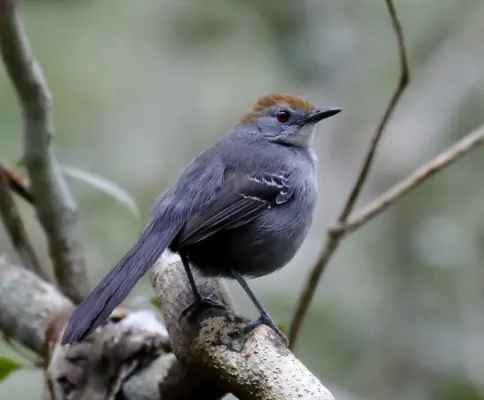 File:Rhopornis ardesiacus - Slender antbird (female).jpg